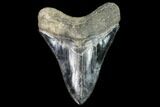 Serrated, Fossil Megalodon Tooth - Georgia #104977-1